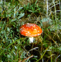 Amanita muscaria var. muscaria occurring among dwarf willow (Salix repens) on the Island of Terschelling - photo by Dr. C. Bas.