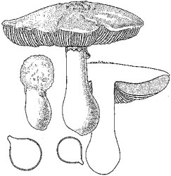 Amanita praeclara - drawing from Bas' 1969 monograph