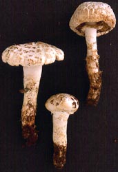 Amanita prairiicola - photo - R. E. Tulloss