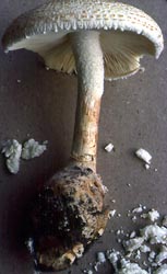 Amanita ravenelii