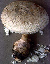 Amanita ravenelii