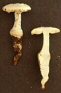 Amanita rhoadsii (Murr.) Murr. var. rhoadsii