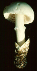 Amanita ristichii 