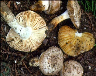 Amanita singeri Bas