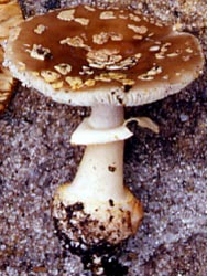 Amanita sinocitrina Zhu L. Yang et al. - China (Zhu L. Yang)