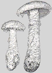 Amanita smithiana as illustrated by C. Bas (1969)