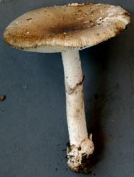 Amanita spreta, graying ring on stem - GSMNP, NC - RET