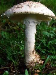 Amanita strobiliformis