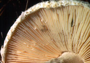 Amanita subsolitaria - forking gills - photo by R. E. Tulloss