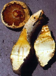 Amanita subsolitaria - "diseased," yellowing specimen - photo by R. E. Tulloss