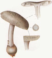 Amanita subvaginata courtesy Botanical Libraries, Harvard University