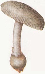 Amanita subvaginata courtesy Botanical Libraries, Harvard University