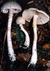 Amanita yenii - China - C. M. Chen photo