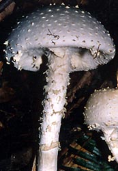 Amanita yenii - China - C. M. Chen photo