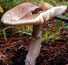 Amanita yuaniana - Z. L. Yang (SW China)