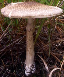 Amanita yuaniana - Z. L. Yang (SW China)