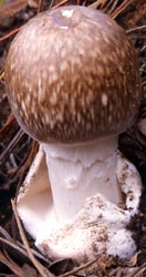 Amanita yuaniana - Z. L. Yang (SW China)