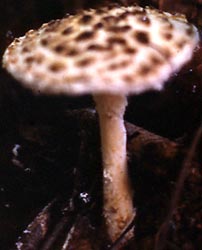 Amanita zangii - M. S. Yuan.