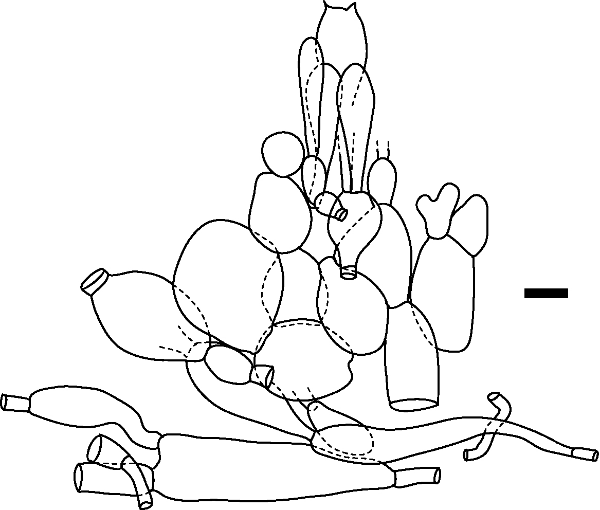 Amanita amerirubescens, elements of hymenium, subhymenium, subhymenial base, and central stratum.
