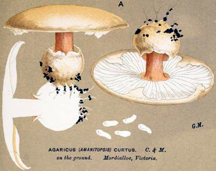 Amanita curta, original illustration (Cooke 1890), Victoria, Australia. See note on image tab.