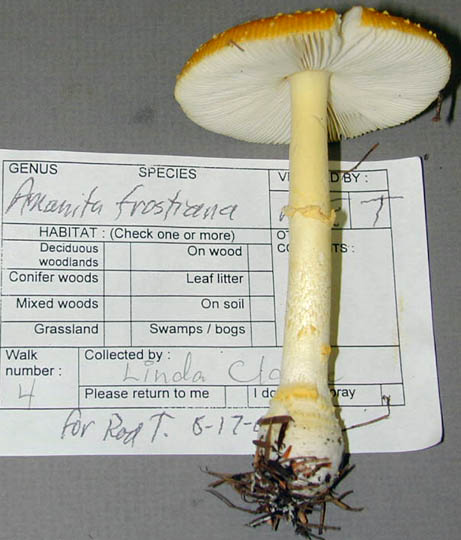 Amanita frostiana Peck - Massachusetts, U.S.A.