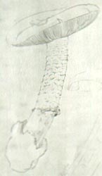 Amanita lactea, drawing by Malençon with original notes on the holotype, used in original publication, in the herbarium, Univ. of Montpélier, France.