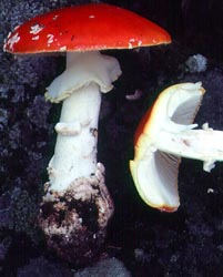 genus Amanita - Amanitaceae.org - Taxonomy and Morphology of 