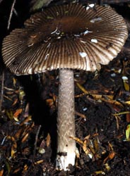 Amanita pekeoides, Auckland, New Zealand, photo by Michael Wallace