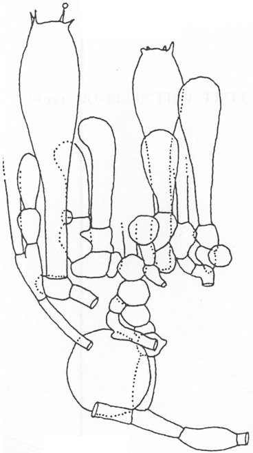 Amanita populiphila (holotype), elements of hymenium, subhymenium, and subhymenial base.